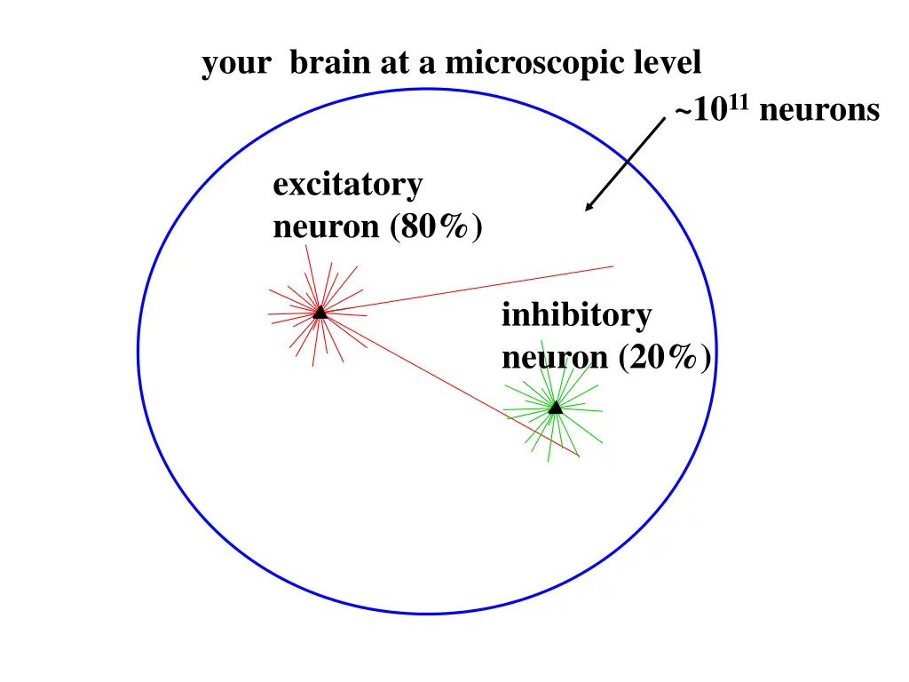 your brain at a microscopic level