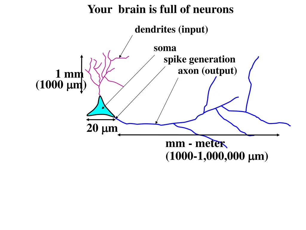 your brain is full of neurons