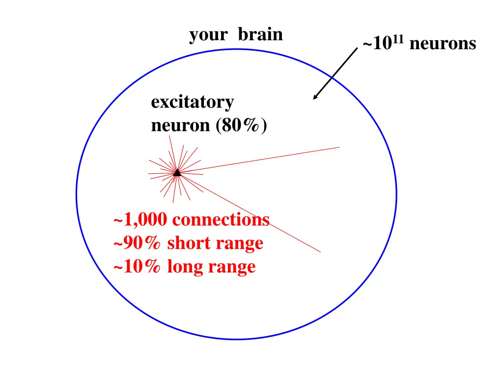your brain