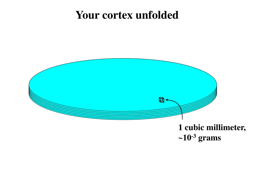 your cortex unfolded 1