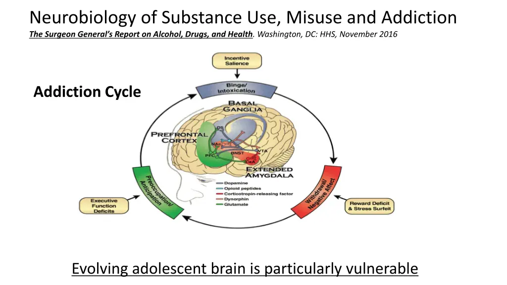 neurobiology of substance use misuse