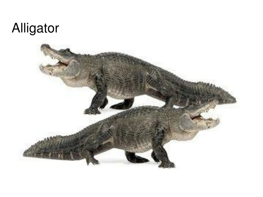 alligator