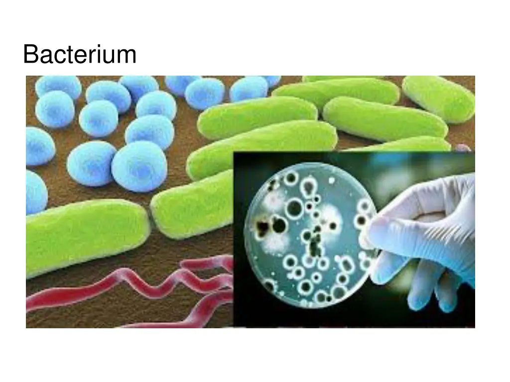 bacterium