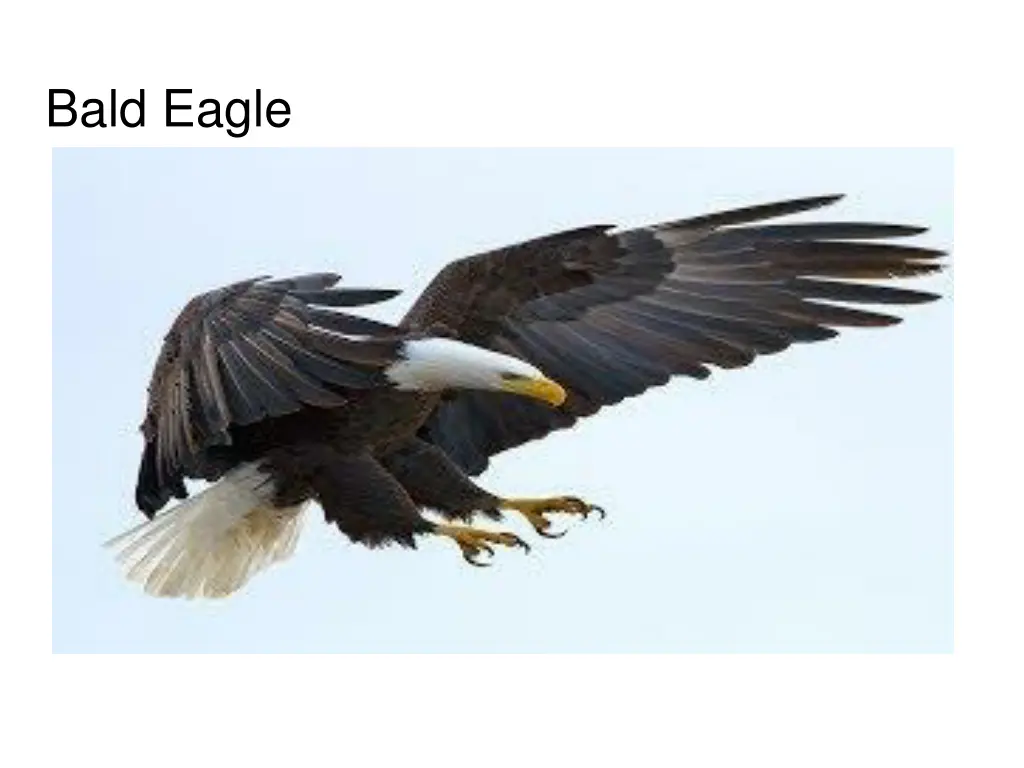 bald eagle