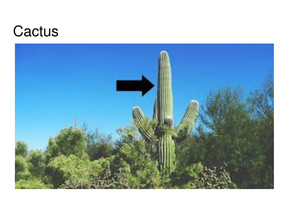cactus