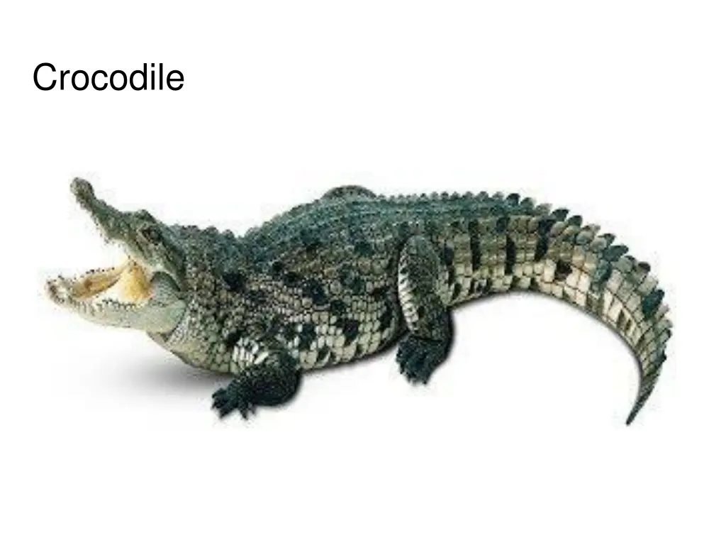 crocodile