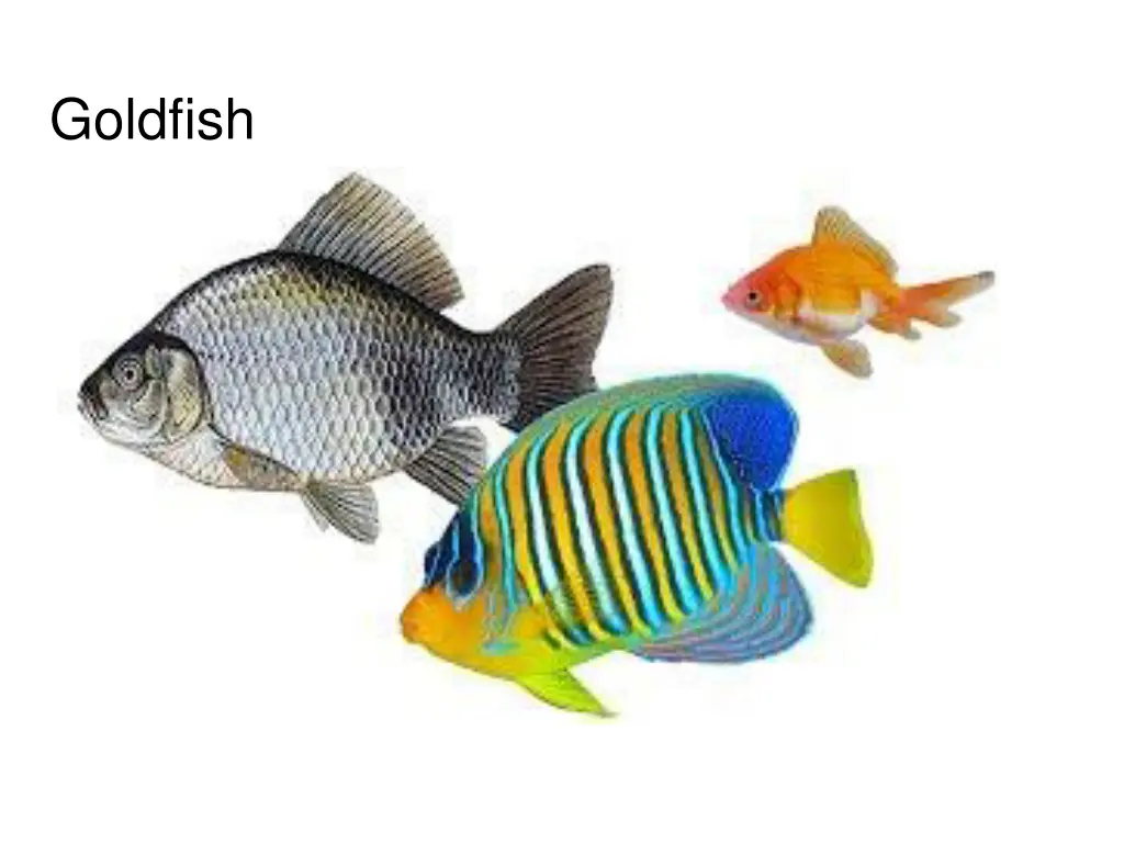 goldfish