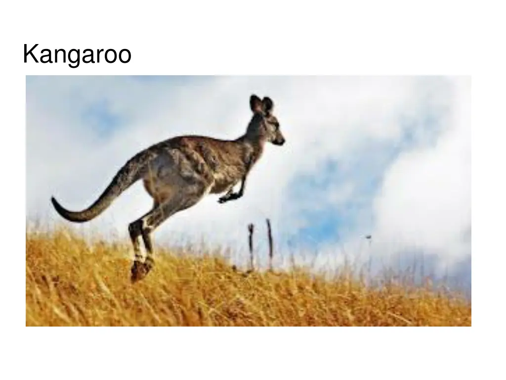 kangaroo