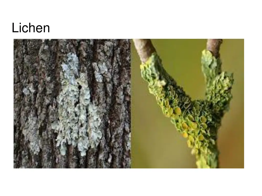 lichen