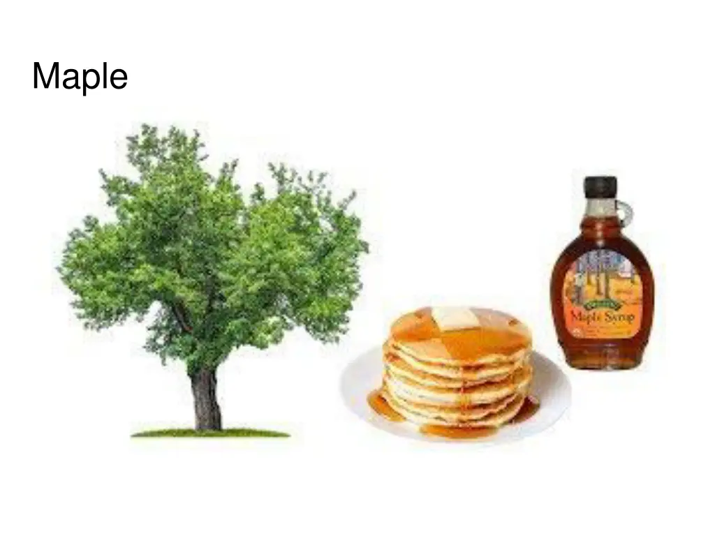 maple