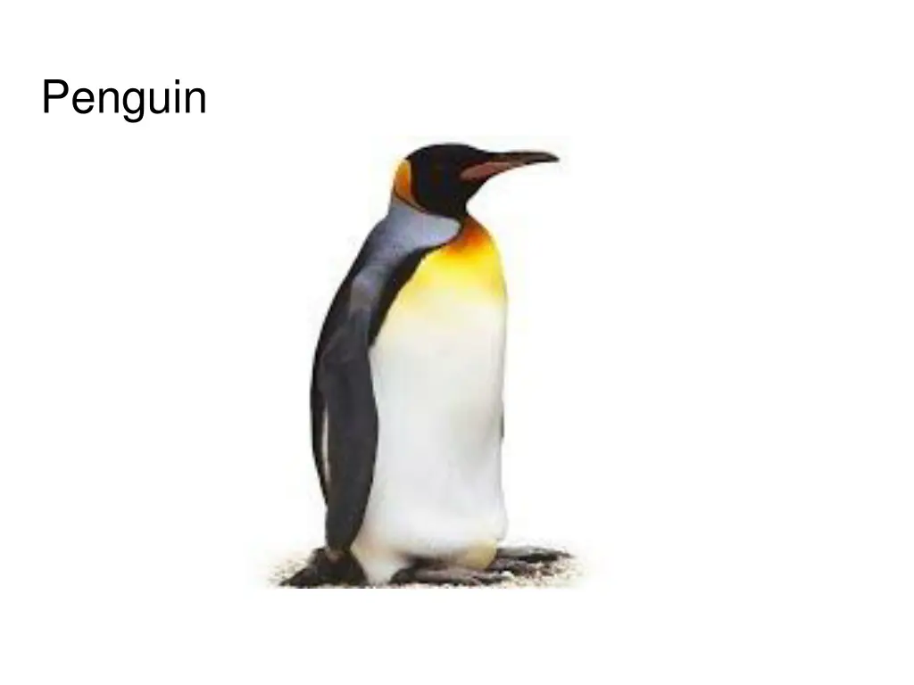 penguin