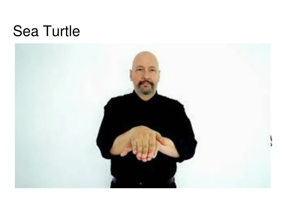 sea turtle
