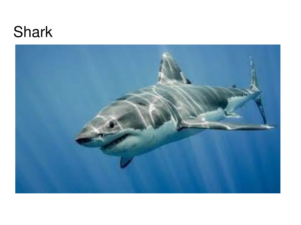 shark