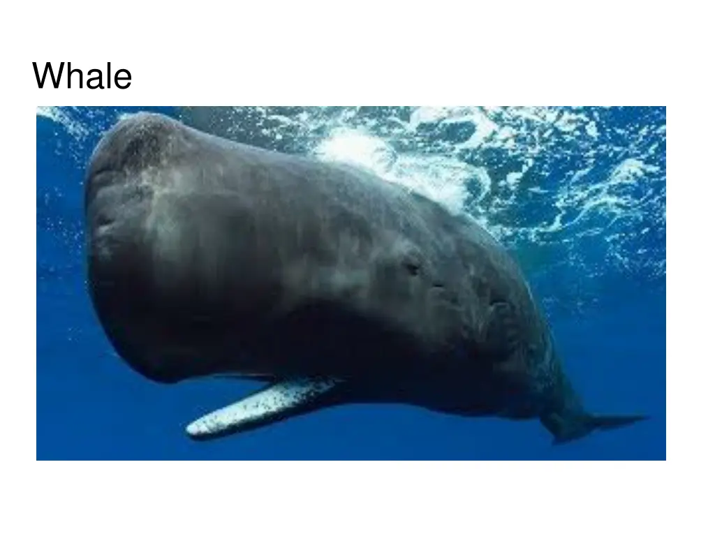 whale