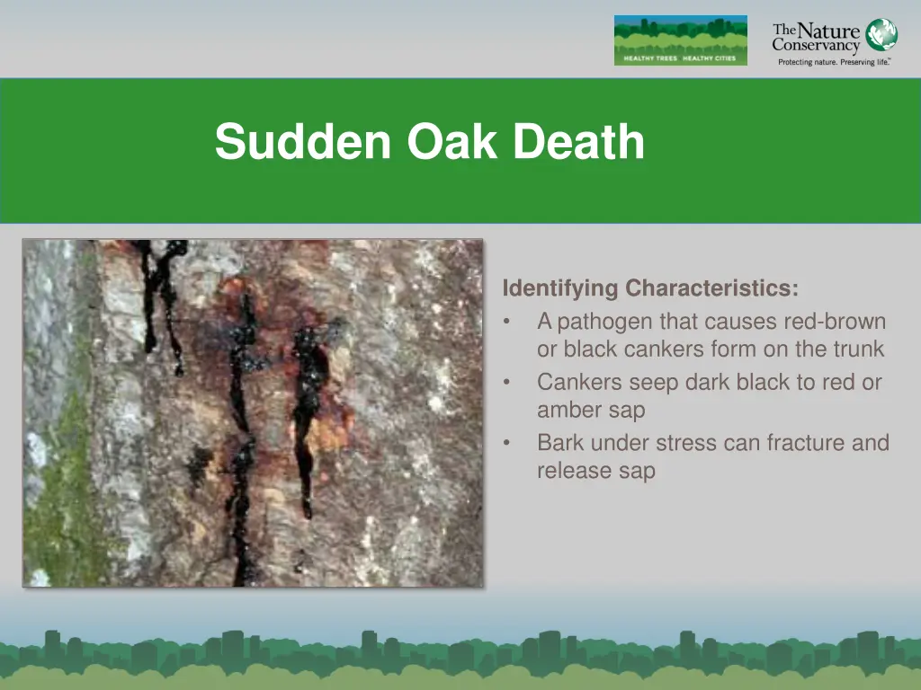 sudden oak death