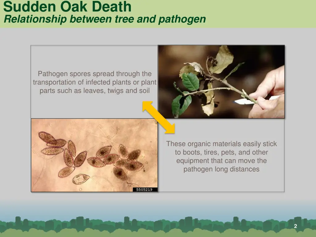 sudden oak death relationship between tree