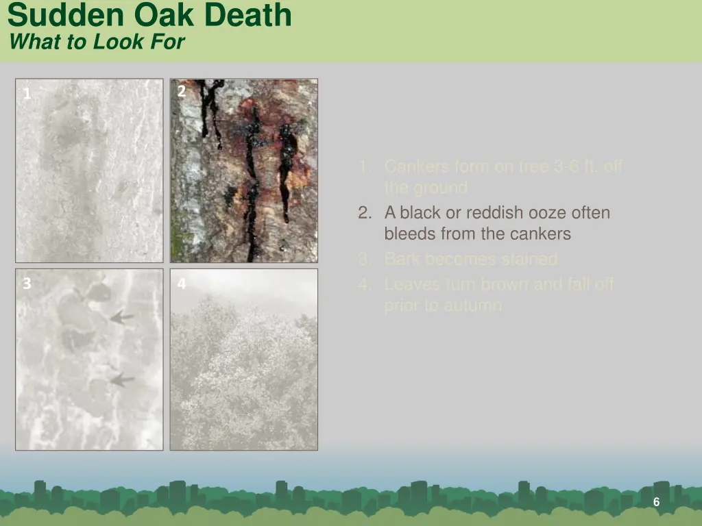 sudden oak death what to look for 1