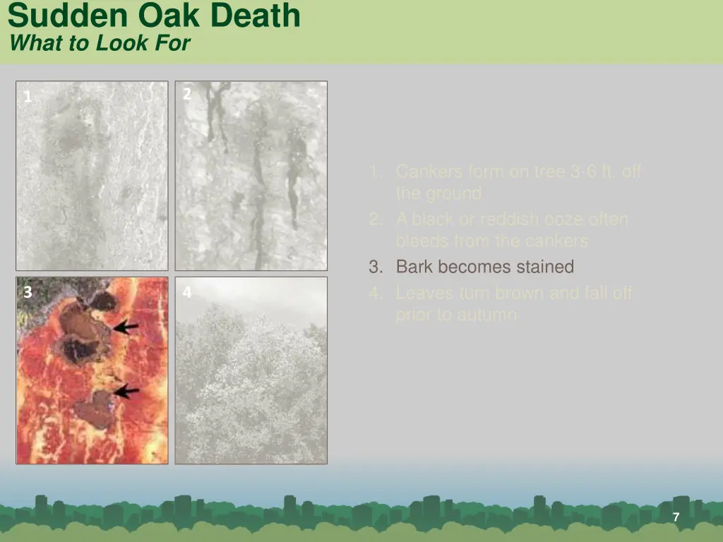 sudden oak death what to look for 2