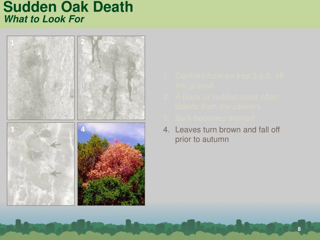 sudden oak death what to look for 3