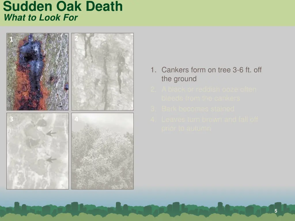 sudden oak death what to look for