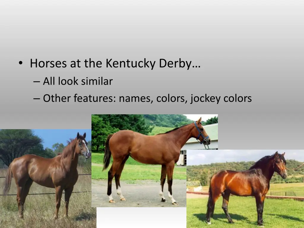 horses at the kentucky derby all look similar