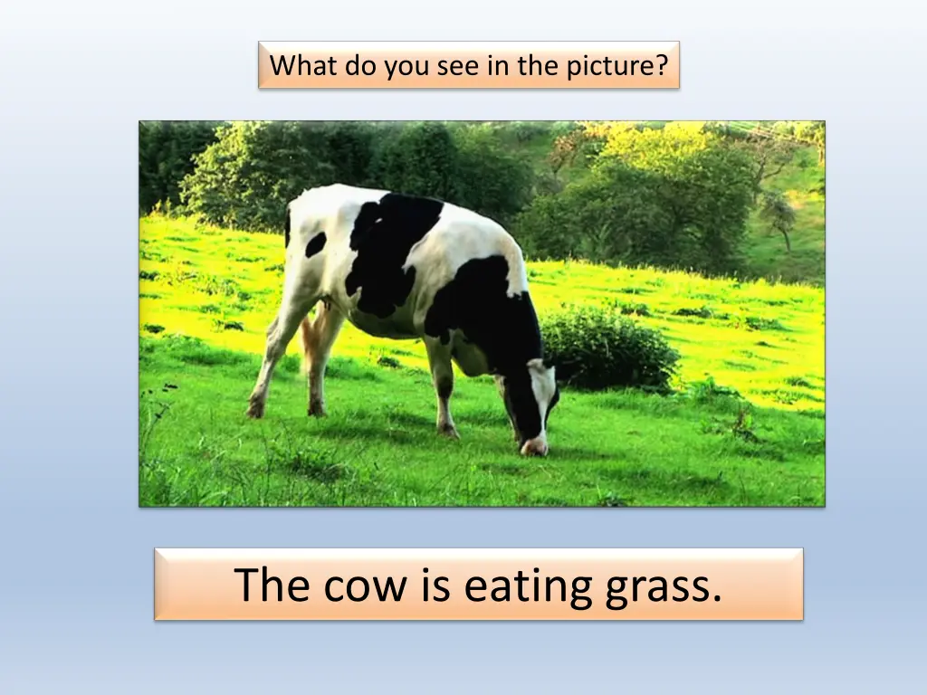 what do you see in the picture