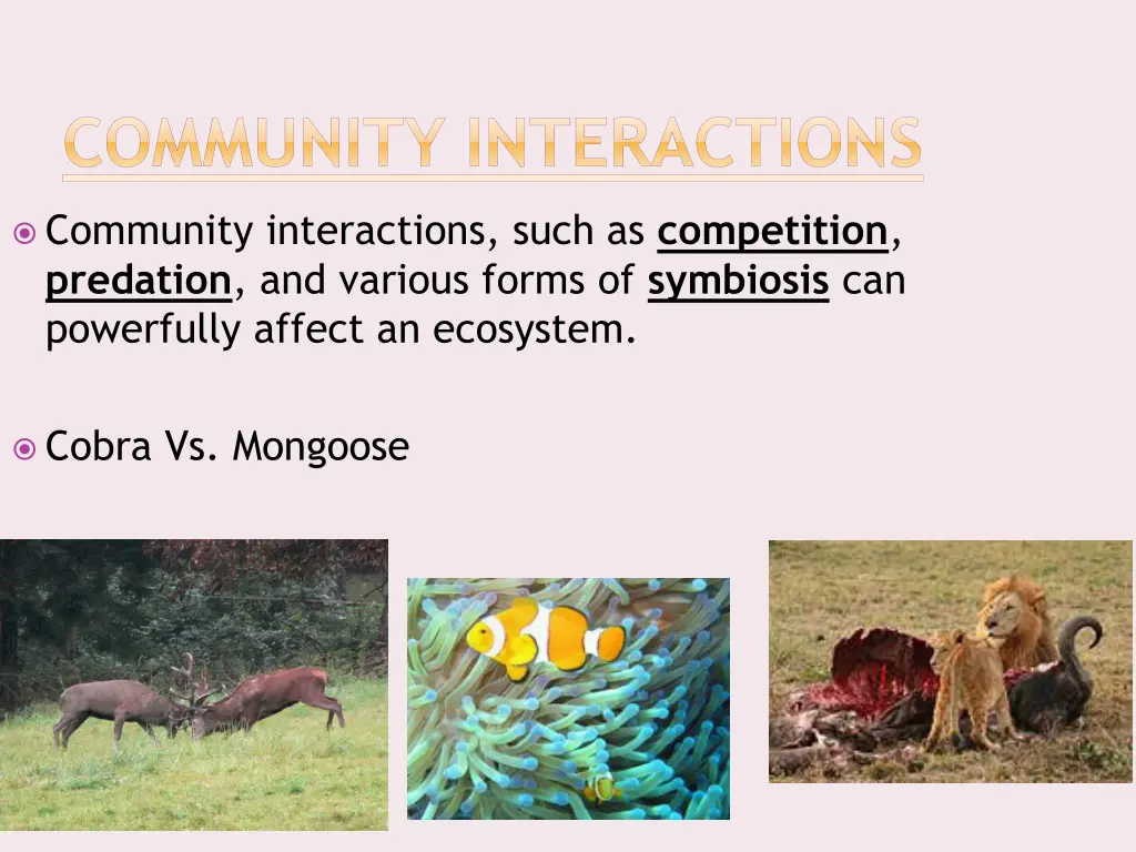 community interactions