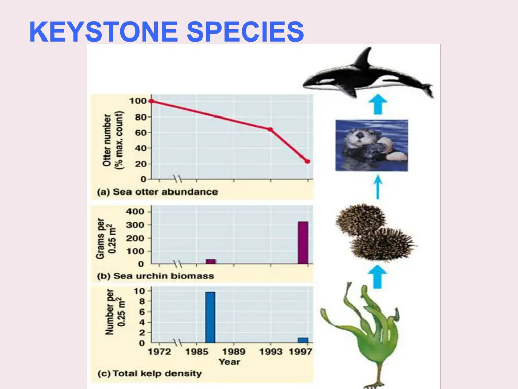 keystone species 1