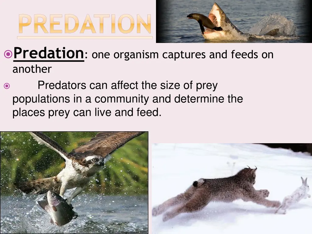 predation predation one organism captures