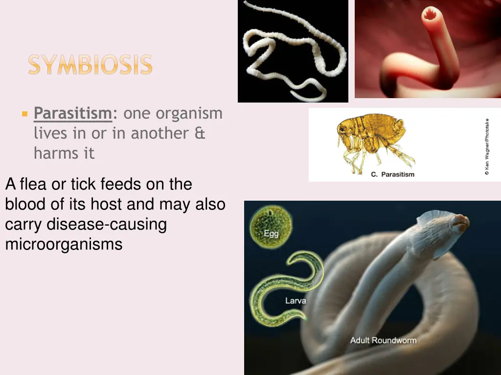 symbiosis 2