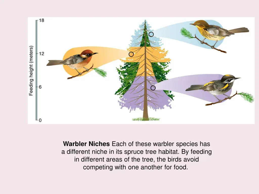 warbler niches each of these warbler species