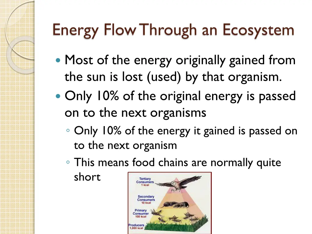 energy flow through an ecosystem 1