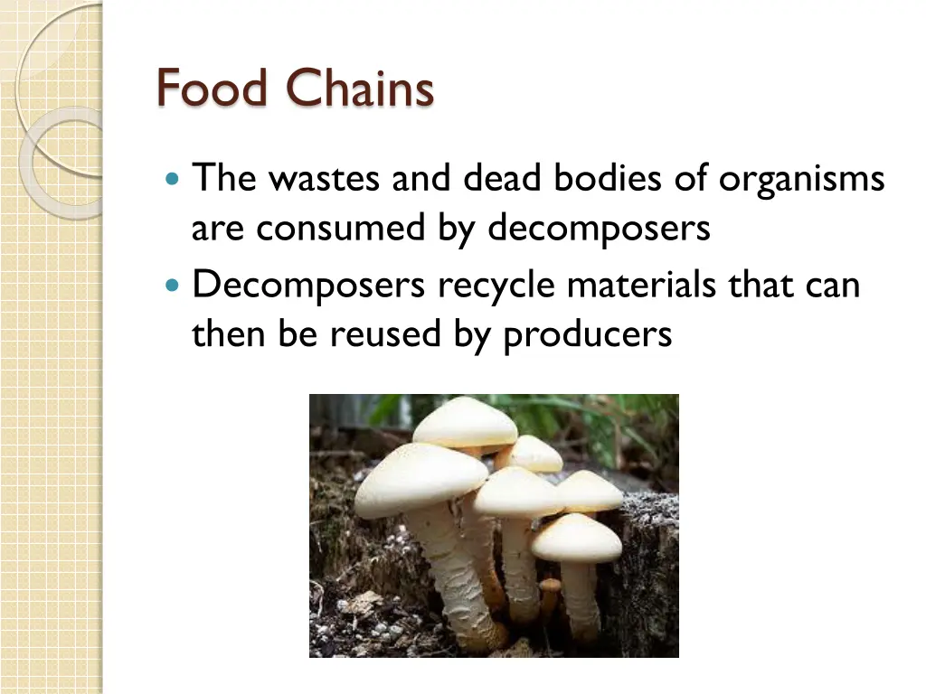 food chains 3