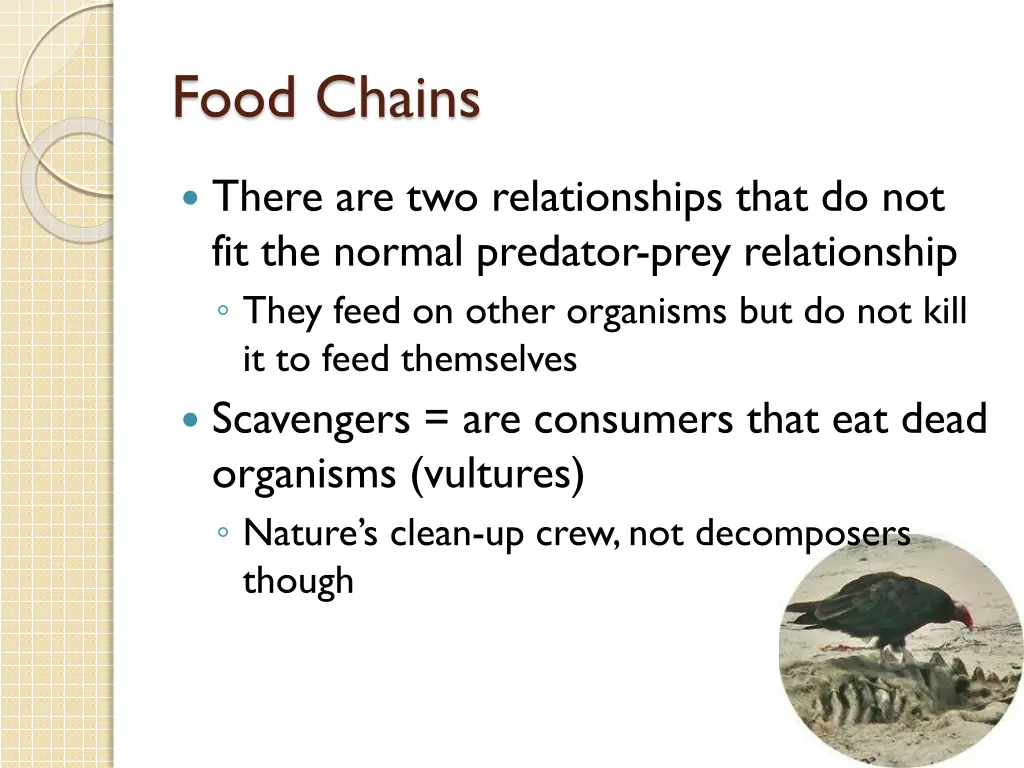 food chains 4