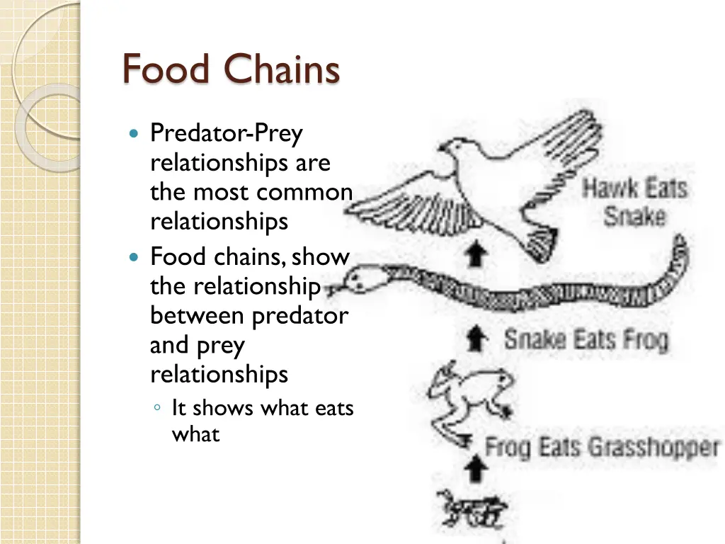 food chains