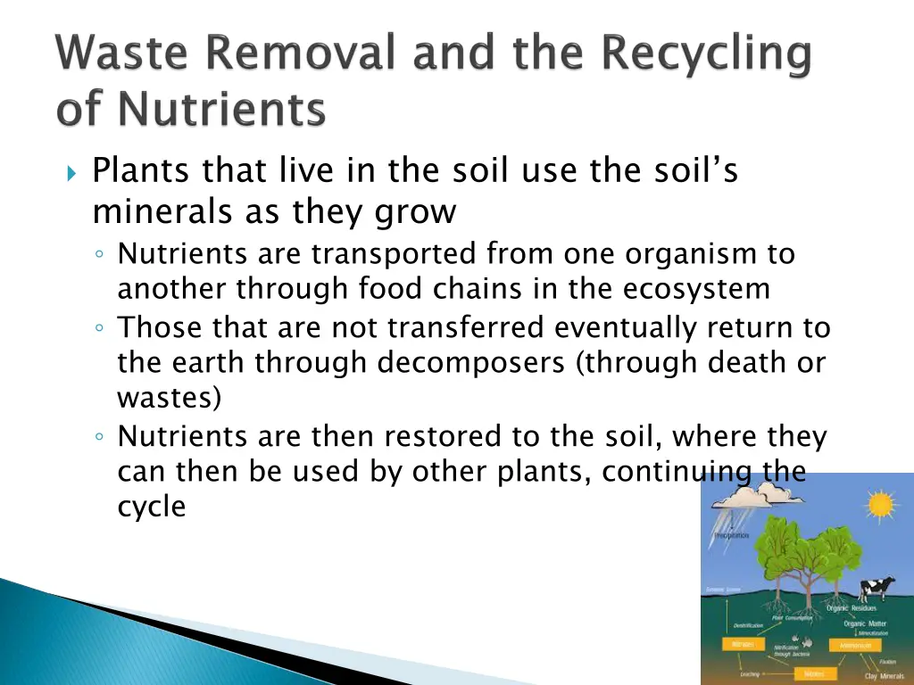 plants that live in the soil use the soil