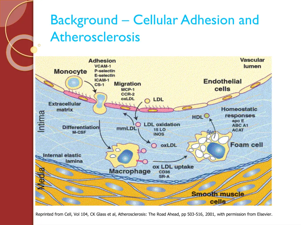 background cellular adhesion and atherosclerosis