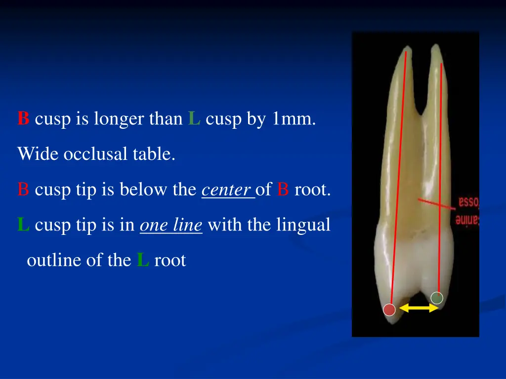 b cusp is longer than l cusp by 1mm