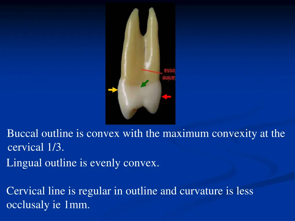 buccal outline is convex with the maximum