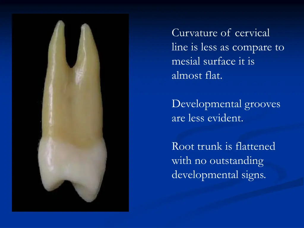 curvature of cervical line is less as compare
