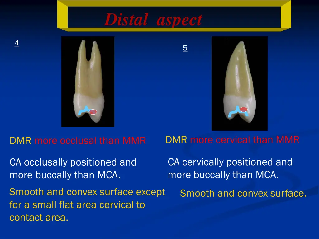 distal aspect 1
