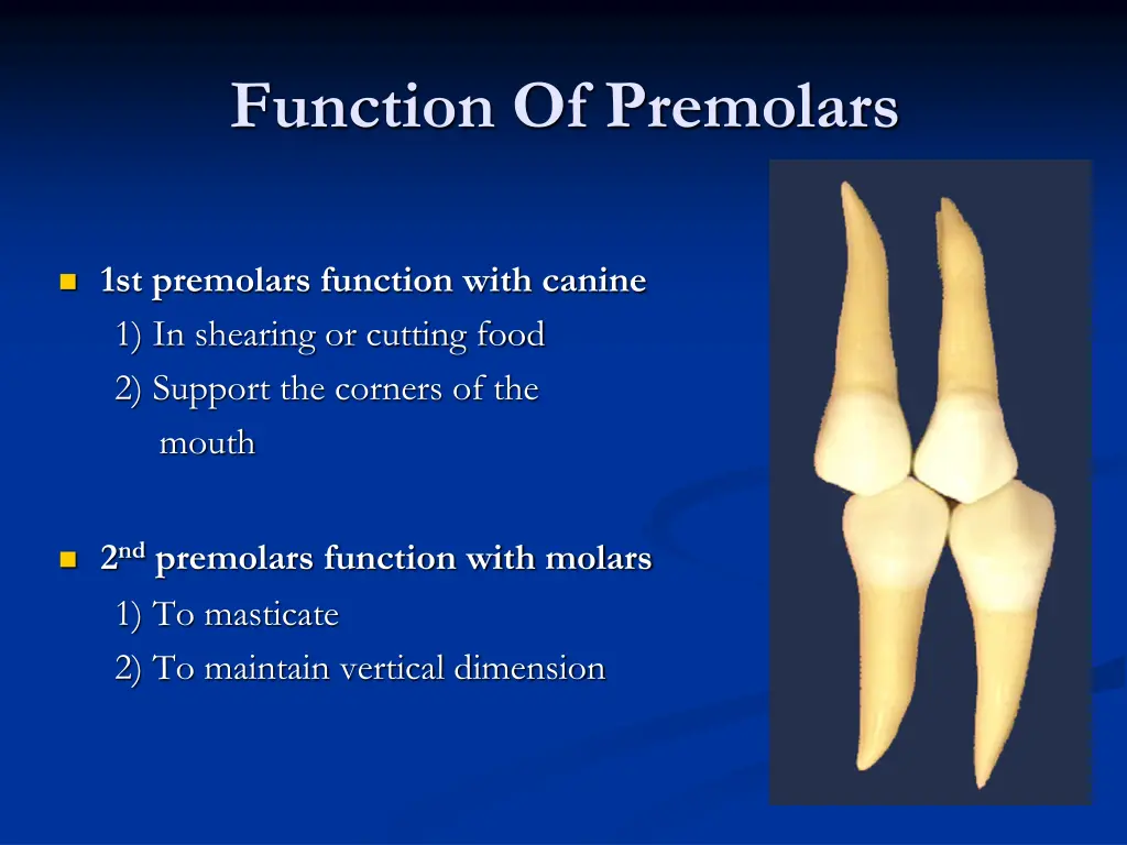 function of premolars