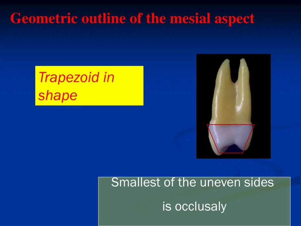 geometric outline of the mesial aspect