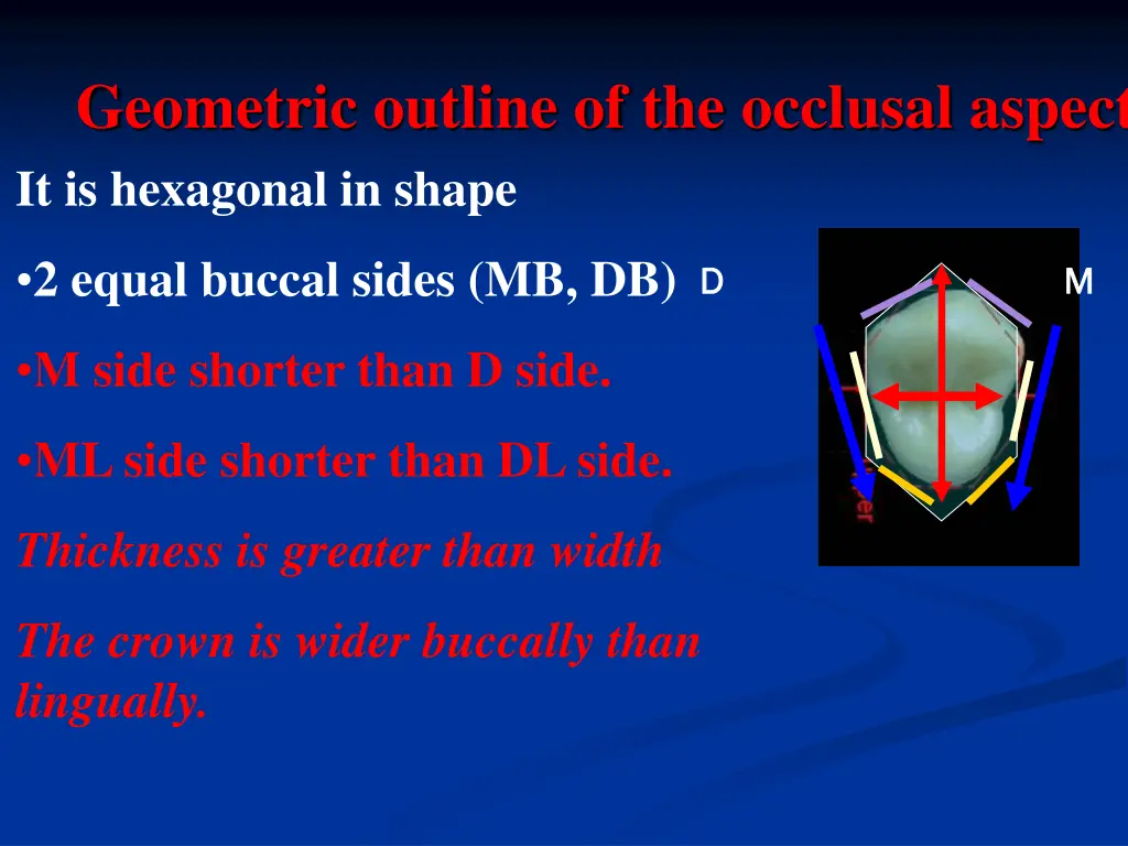 geometric outline of the occlusal aspect