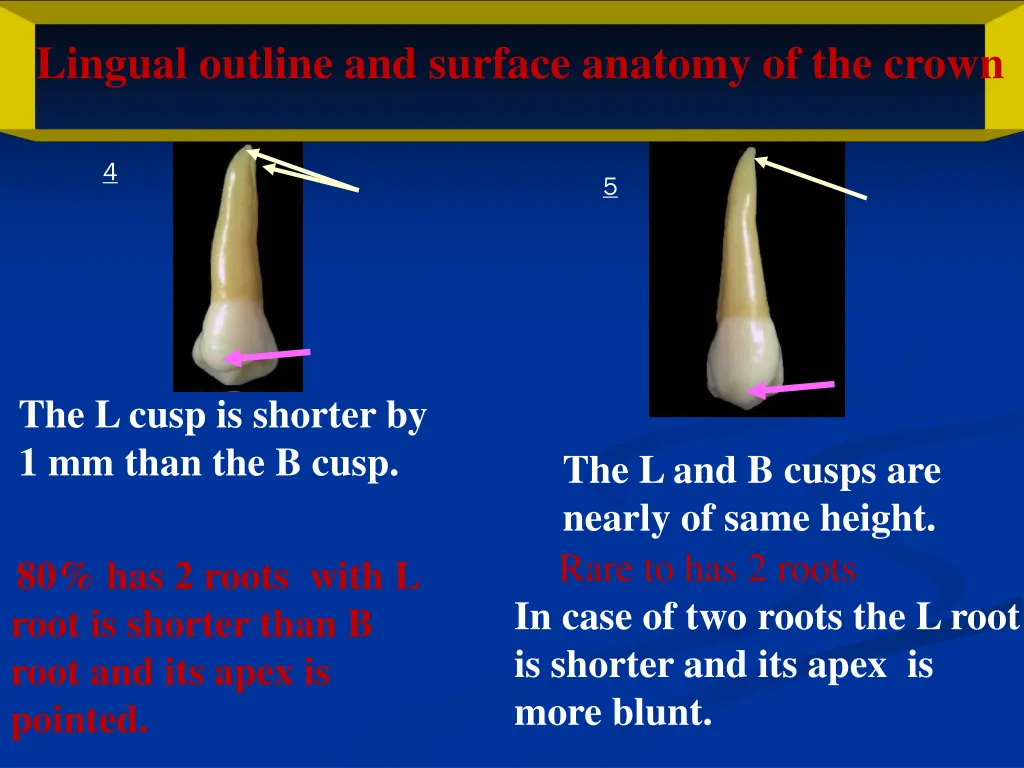 lingual outline and surface anatomy of the crown 1