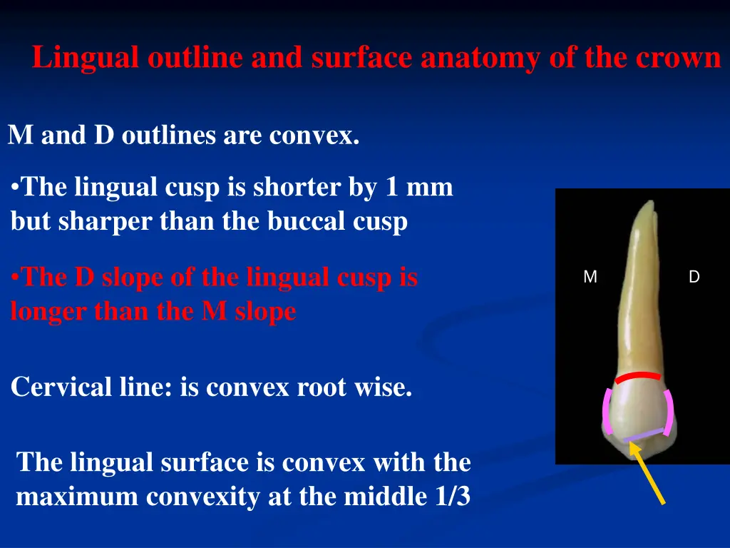 lingual outline and surface anatomy of the crown