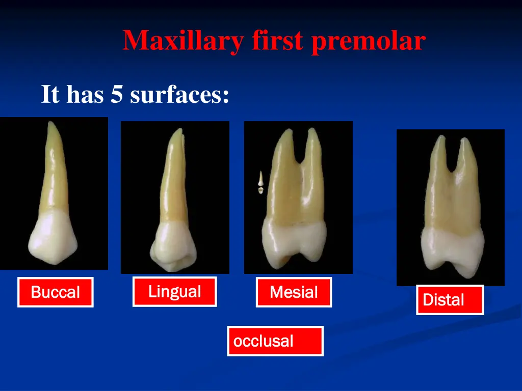 maxillary first premolar