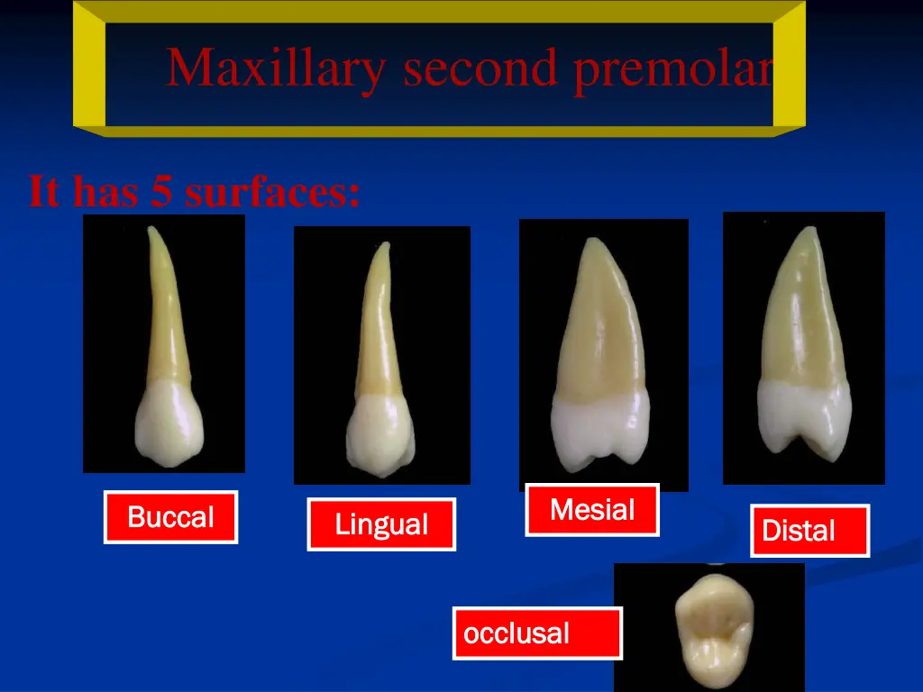maxillary second premolar