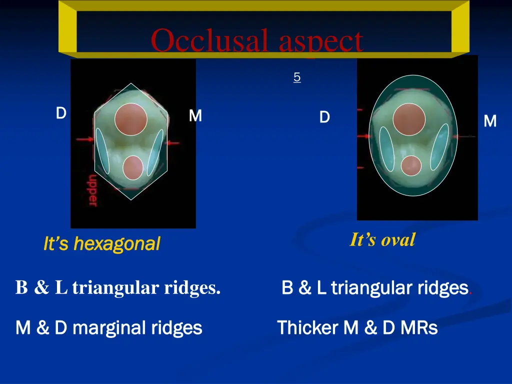 occlusal aspect