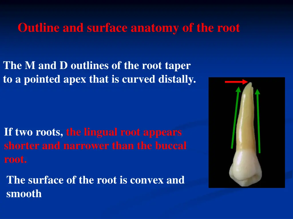 outline and surface anatomy of the root 1